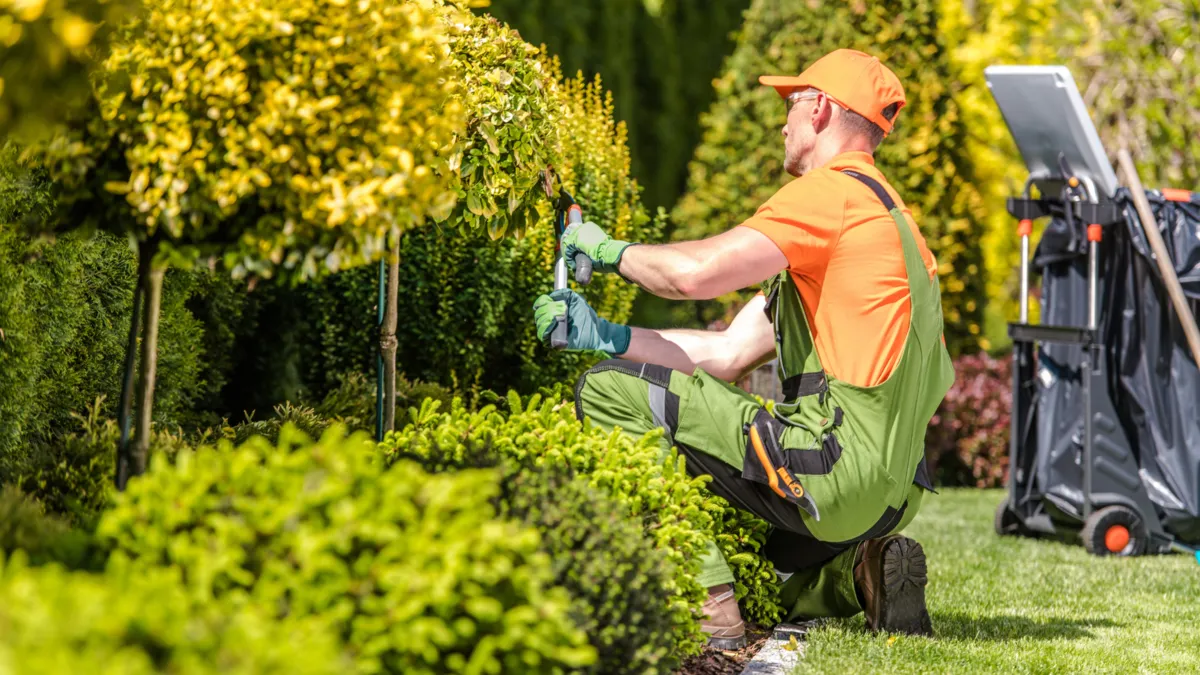 Professional landscaper trimming hedges at a customer property